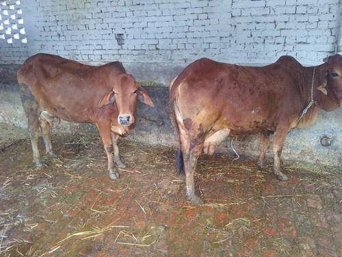 Sahiwal cows