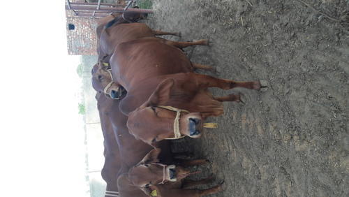 Shahiwal Cows
