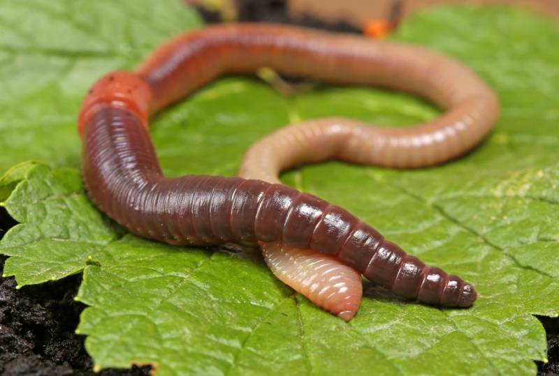 Earthworms at Best Price in Mandsaur