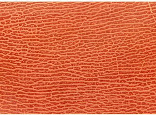 Orange Snake Texture Leather
