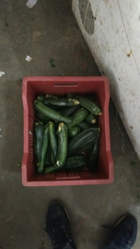 fresh cucumber