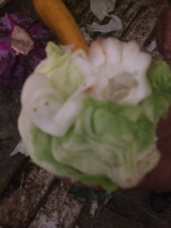Fresh Iceberg Lettuce