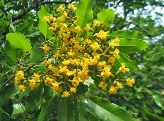 Vijaysar Pterocarpus marsupium