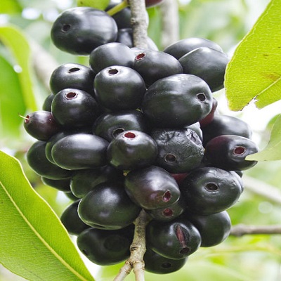 Black Plum Fruits Plant
