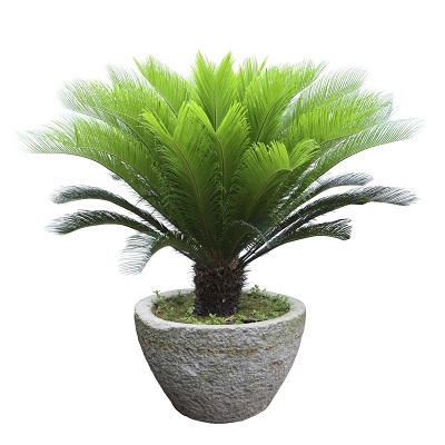 cycus palm plant