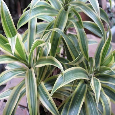 Dracaena Mahatma