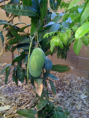 Mango Fruits Plant