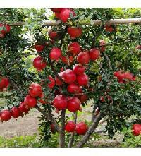 Pomegranate Fruits Plant