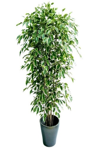 Variegated Ficus Indoor Plant