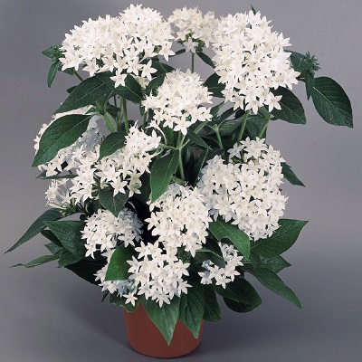 White Pentas Indoor Plant
