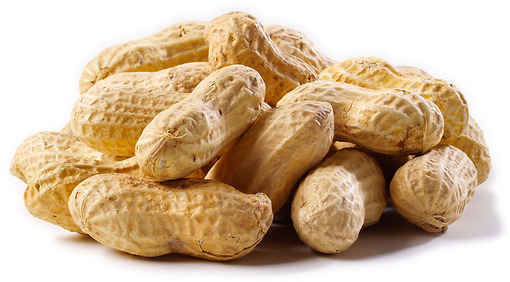 Shelled Peanuts, for Human Food