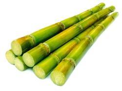 Fresh Sugarcane