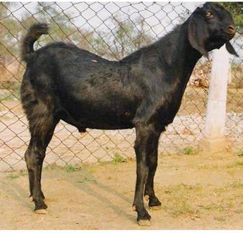 Beetal Goat