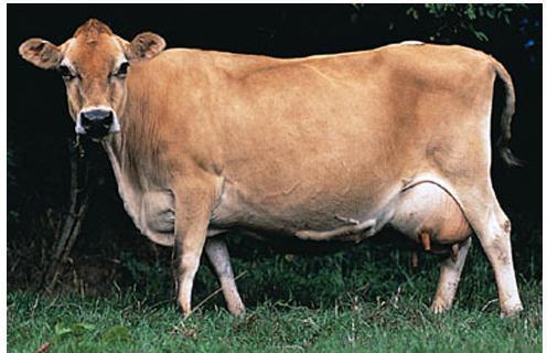 Jersey Cow, Color : Brown