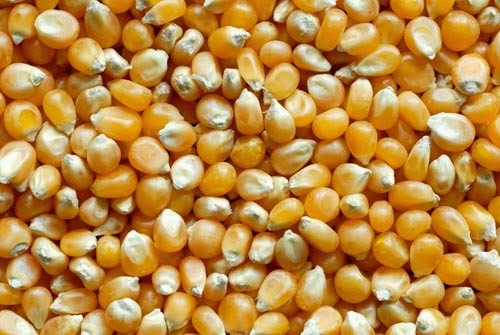 Yellow corn