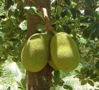 Jack fruit plant