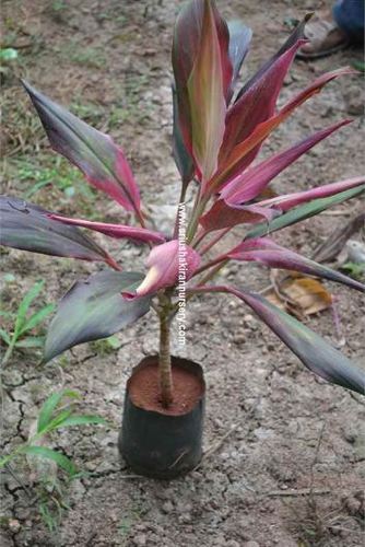 Bauhinia Variegata Alba Plant