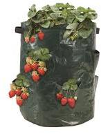 Strawberry Growing Bags