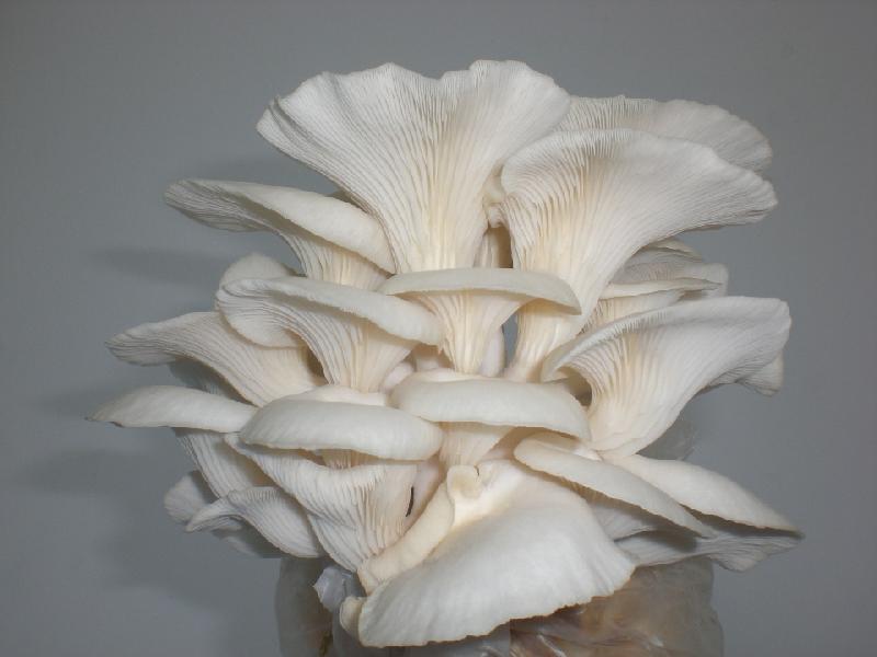 Oyster mushroom, Shelf Life : 3 days