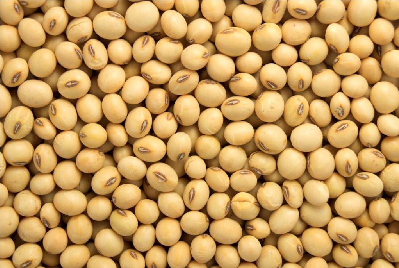 Soybean seeds, for Cooking, Human Consumption, Feature : Low In Saturated Fat