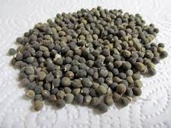 bhindi seeds