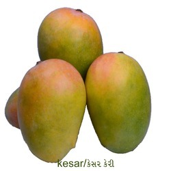 Kutch Kesar Mangoes