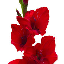 Fresh Red Gladiolus Flowers
