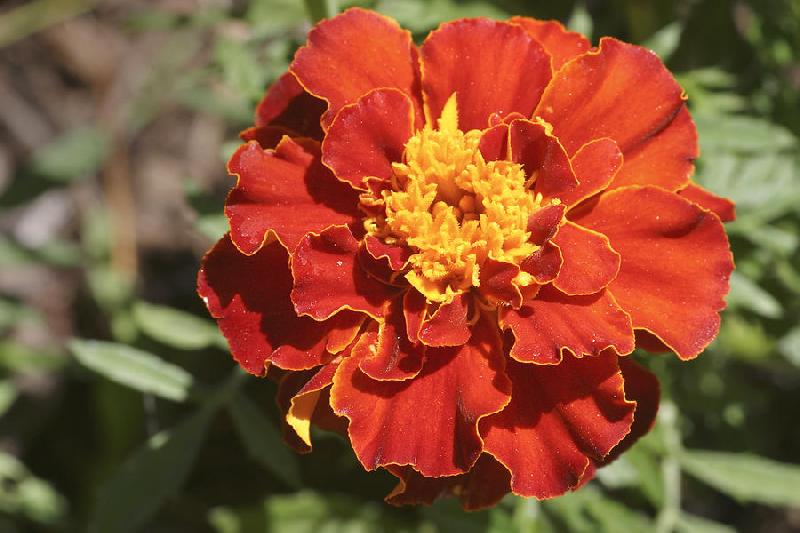 Fresh Red Marigold Flowers