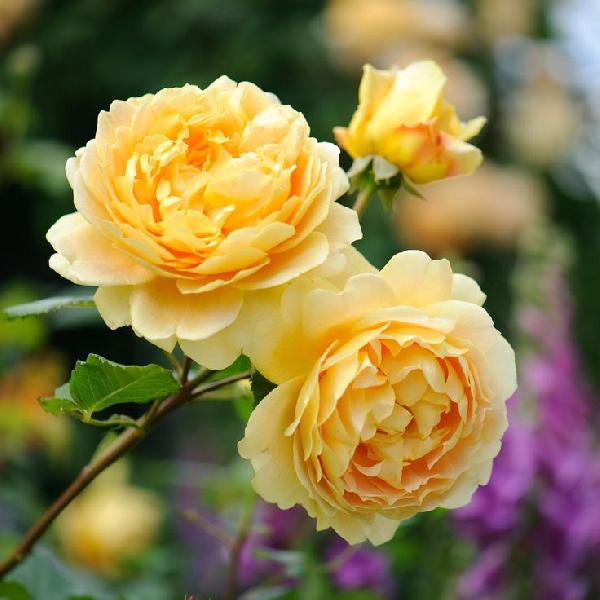 Fresh Shine Yellow Button Rose Flowers