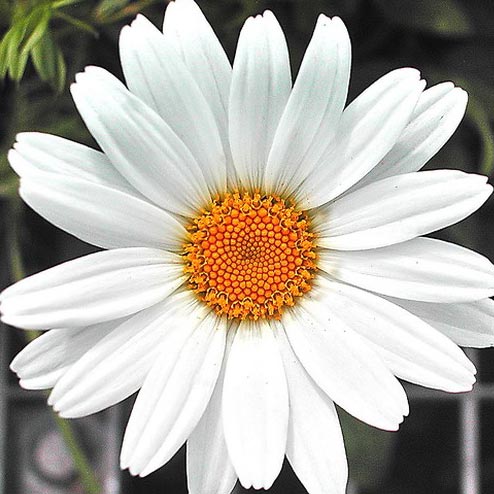 Fresh White Gerbera Flowers, for Decorative, Garlands, Vase Displays, Wreaths