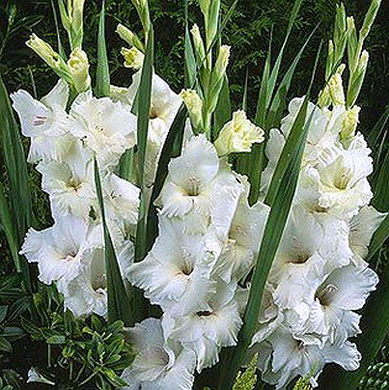 Fresh White Gladiolus Flowers