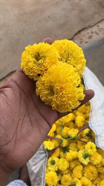 Fresh Yellow Marigold Flowers