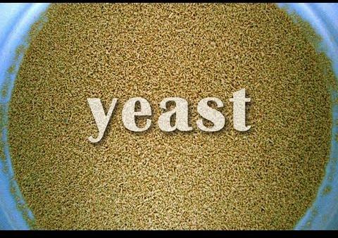 Active Dried Yeast