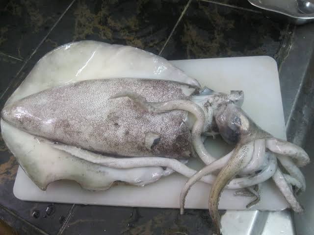 Squid Fish