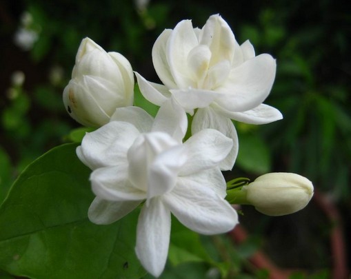 Fresh Jasmine Flowers
