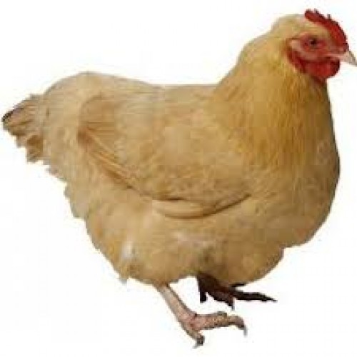 live chicken
