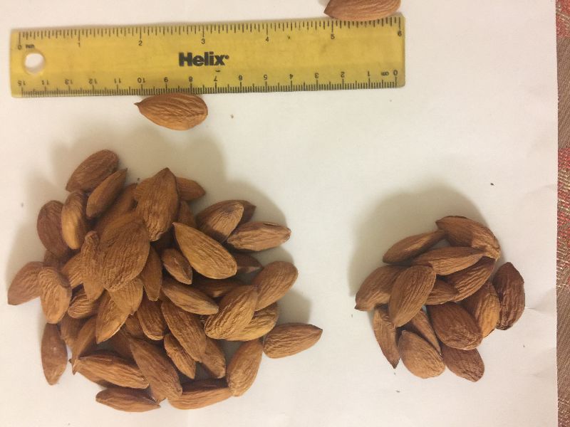 Independence Almonds