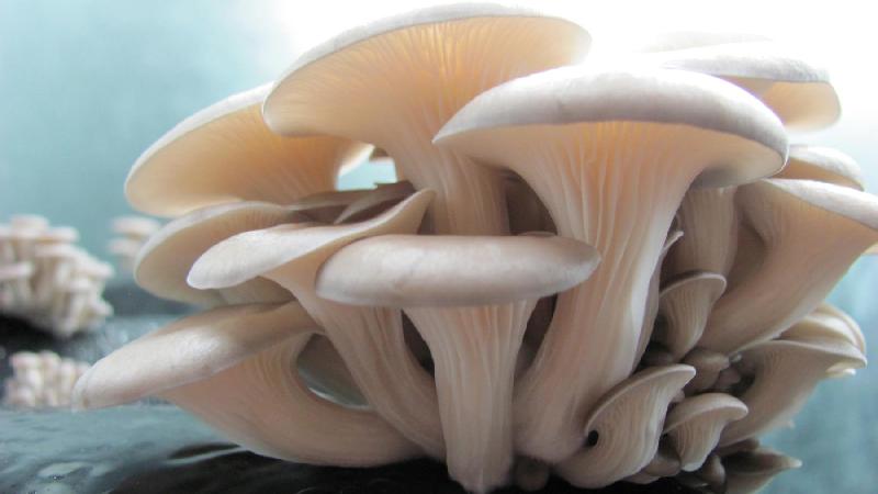 Mushroom Cultivation Training Services