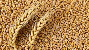 Natural Wheat