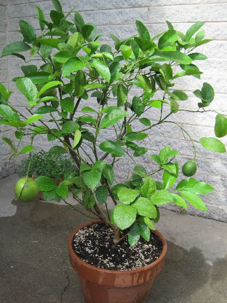 Lemon Plant