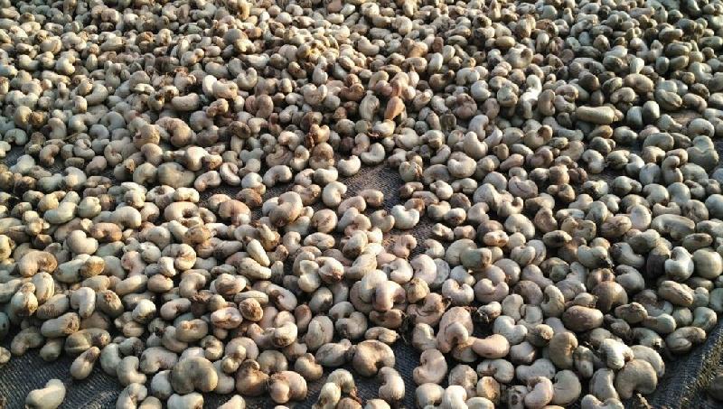 raw cashew nut price in ghana