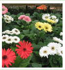 Nursery flower plants