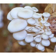 Fresh oyster mushroom, Shelf Life : Long