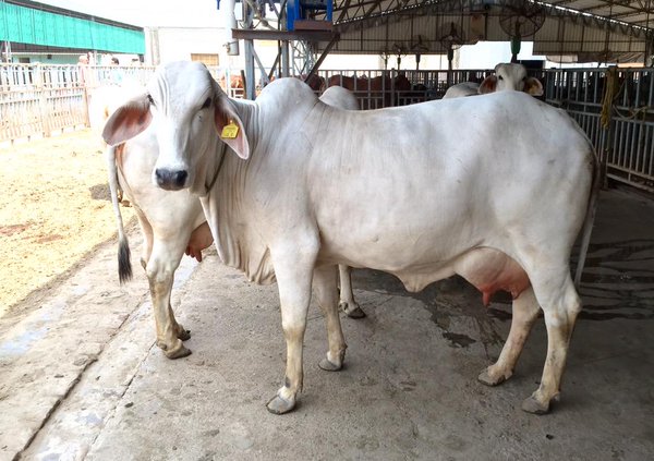 Tharparkar Cows by Karnal Dairy Farming, tharparkar cows from Karnal ...