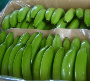 Organic Fresh Green Banana, Packaging Size : 1kg, 2kg, 5 kg, 10kg, etc.