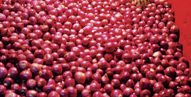 Organic fresh red onion, Packaging Size : 5Kg, 10Kg, 50Kg, 100Kg, etc.