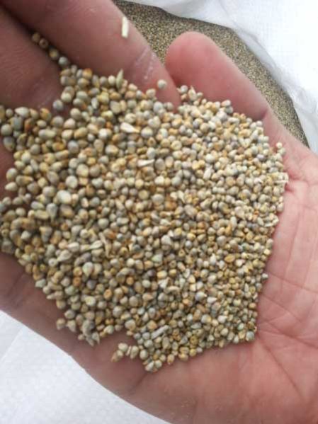 Millet for Animal Feed