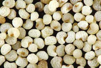 Organic white poppy seeds, Packaging Size : 25-50kg