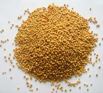 Buy Mustard Seeds From Sapthsathi Organic Agriculture Project Indore India Id 81415,Posion Ivy