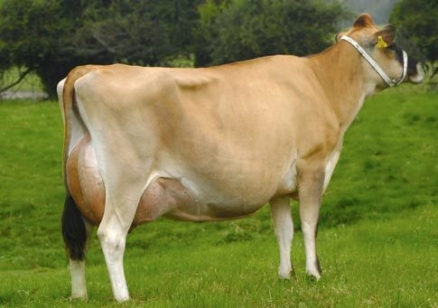 jersey cow images